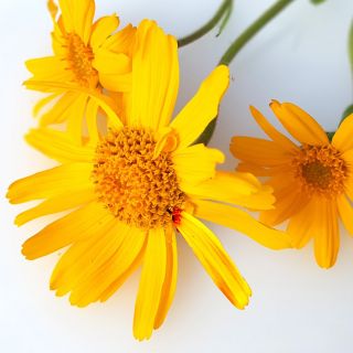 Estratto di Arnica Montana